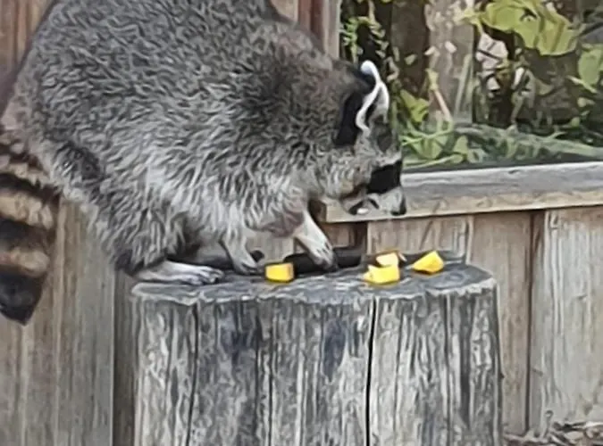 Résidence Entre Monts Et *